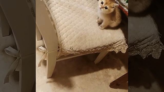 Чистокровный британский малыш редкого окраса "золотая шиншилла" смотреть онлайн