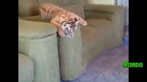 Лучшие приколы с тиграми.Подборка смешных и интересных видео с тиграми.