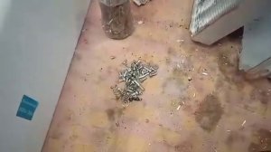 Разбор газовой колонки на металл#ищем медь