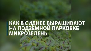 Как в Сиднее выращивают на подземной парковке микрозелень