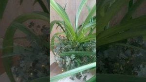 Как хранить гиппеаструм зимой #цветы #гиппеаструм #hippeastrum