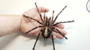 Размеры самки Poecilotheria ornata. Большой паук птицеед.