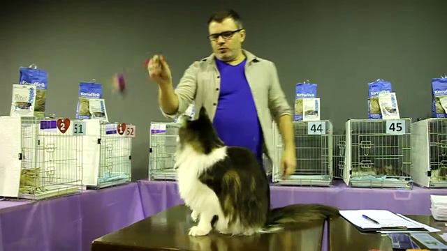 Кот мейн-кун Lynx Shadow Winter Storm на экспертизе у Артема Савина смотреть онлайн