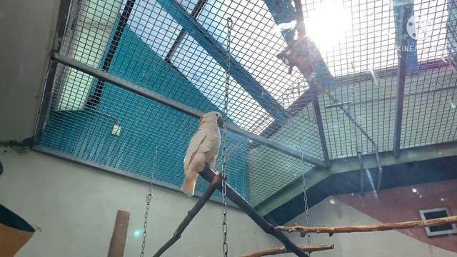 Moscow zoo 🦩🦚🦜 смотреть онлайн