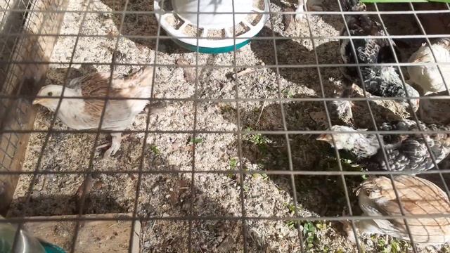 Цыплята фавероль. смотреть онлайн