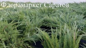 можжевельник горизонтальный Минт Джулеп