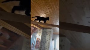 Чепусик повторил вчерашнее задание почти что на отлично ? #котенок #кот