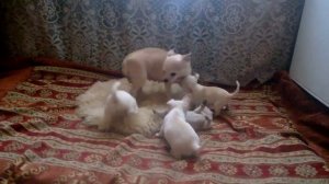 Щенки чихуахуа 1,5 месяца