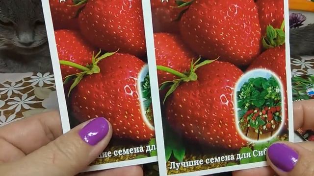 🍓🍓🍓   ПОСЕВНАЯ - 2019: "КЛУБНИКА".МОЙ ВЫБОР. смотреть онлайн