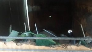 ?красивые кролики ?