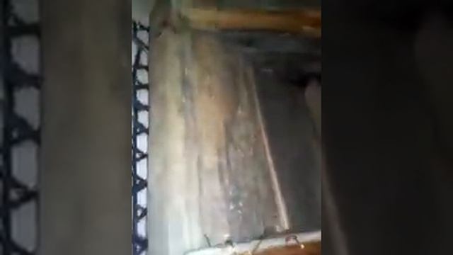 Сенник для морской свинки смотреть онлайн