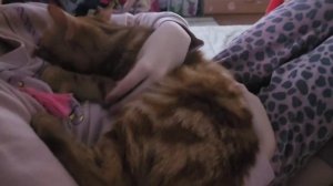 Кот Персик сосёт сисю