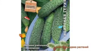 Огурец обыкновенный Шустрец-молодец F1 ? обзор: как сажать, семена огурца Шустрец-молодец F1