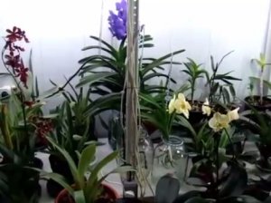 Как поливать орхидеи. Как я поливаю орхидею. Личный опыт.  Фаленопсис, Ванда, Мильтония, Дендробиум.