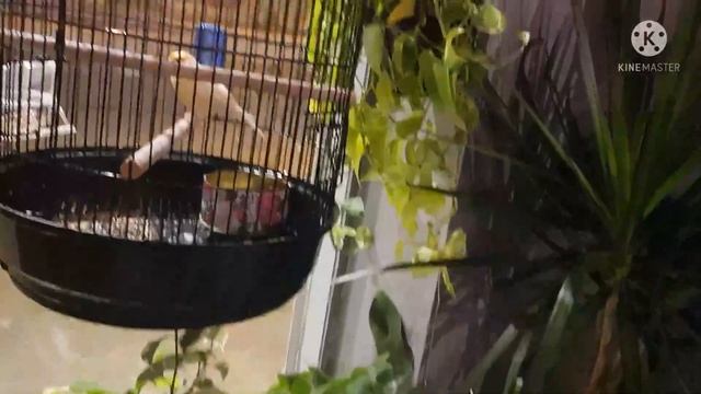 RELAXING CLASSIC MUSIC LOCATED BY BEANS AND JAVA COFFEE HOUSE смотреть онлайн