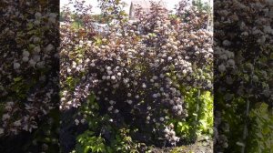 пузыреплодник в саду