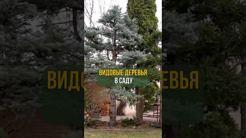ВИДОВЫЕ ДЕРЕВЬЯ В САДУ