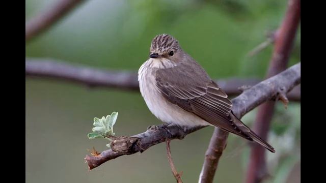 Мухоловки, горихвостки, каменка - определение вида по голосам. смотреть онлайн