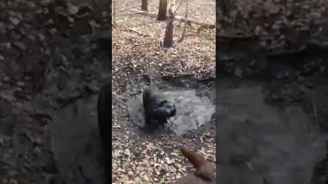 Весь лес обошли, но все-таки лужу нашли :-). смотреть онлайн