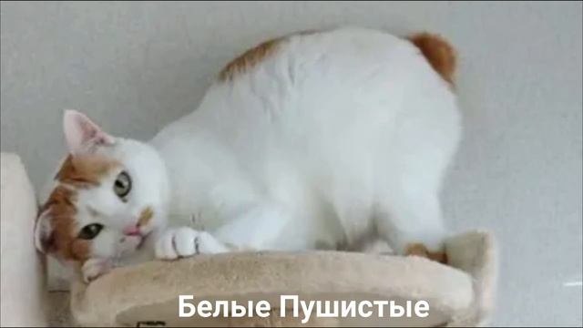 ЯПОНСКИЙ БОБТЕЙЛ?/Кошки/Животные/Интересные факты