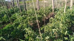 Томаты в открытом грунте. Высокорослые томаты подвязаны на шпалере. Сорт "Микадо Розовый"