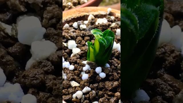 Haworthia pygmaea 'Tiger' variegated offset