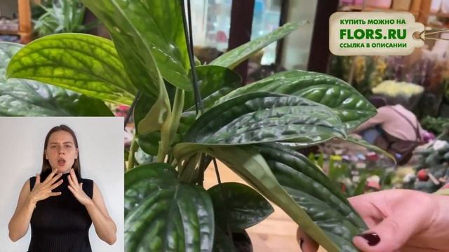 Эпипремнум Марбл Плэнет { СУРДОПЕРЕВОД } уникальная лиана для комнатного озеленения. Чешуя дракона смотреть онлайн