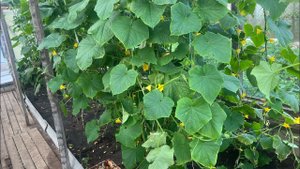 Семена. Часть 2. Огурцы.  Лето 2023 года