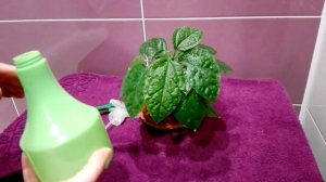 ЧЕМ ЛУЧШЕ ВСЕГО ОПРЫСКИВАТЬ И ПОЛИВАТЬ КОМНАТНЫЕ РАСТЕНИЯ?//Дамские секреты