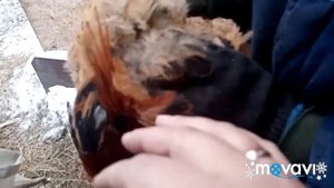 Купили петуха ??????