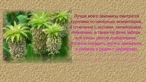 РЕДКИЕ КРАСИВЫЕ ЦВЕТЫ. Эвкомис - ананасная лилия для вашего сада