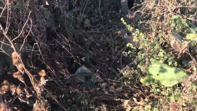 ? Сколько можно заработать на Грецком Орехе? Заработок на Орехах ? смотреть онлайн