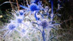 Синеголовник: полезные свойства, противопоказания,лечение.