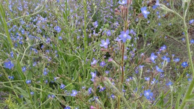 Медоносы Степей. apd Воловик Аптечный + Синяк. Steppe. Bozkır. 03 июня 3019 #мед #honey #bal смотреть онлайн