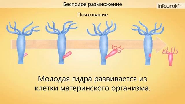 Способы размножения животных  Оплодотворение