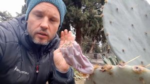 Никогда так не делай! В чём опасность плодов опунции?