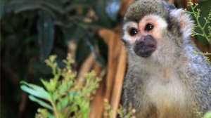 Беличьи обезьяны Ориноко.  Василий Климов