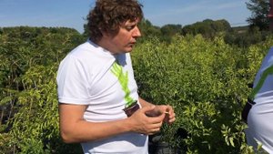 Сорта зизифуса обзор.