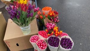 Бизнес на тюльпанах 8 Марта| БОЛЬШИЕ ДЕНЬГИ ЗА 24 ЧАСА