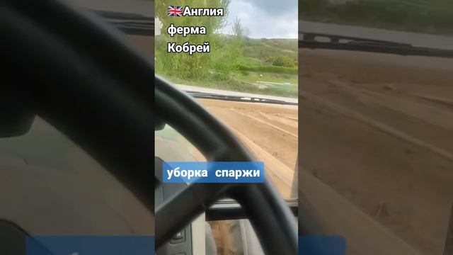 Сезонная работа в Англии графство Херефордшир уборка спаржи работа на тракторе￼