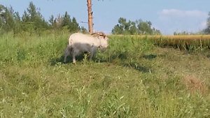 река Ай 2023 год, куса кусинский район челябинская область южный урал отдых и пляжи