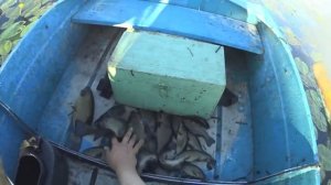 Ловля линей мережами. Часть 1