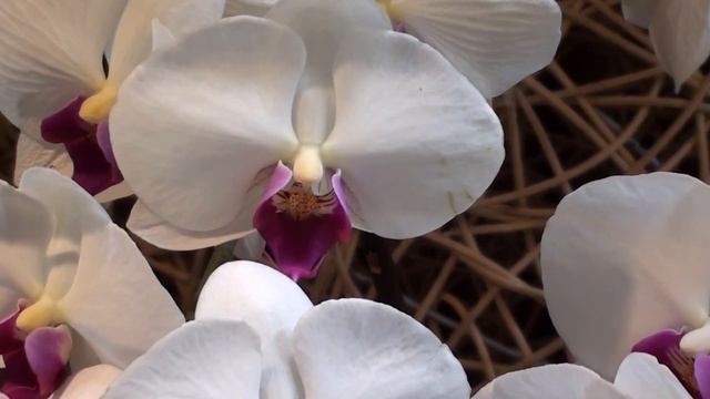 Share beautiful Orchid flower from Hong Kong garden with classifiedspost 13-03034 смотреть онлайн