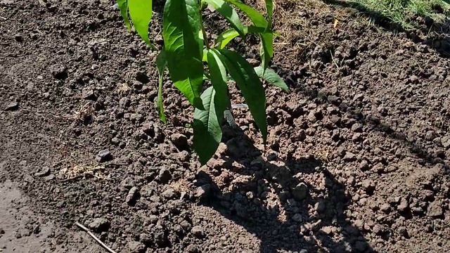 Спецвыпуск о персиках. Саженцы персика своими руками. Где граница между саженцем и персиком. смотреть онлайн