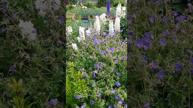 Герань Бруксайд смотреть онлайн