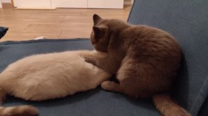 Кошки лижут друг друга.