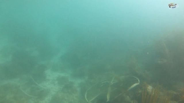 Дайвинг на Кубе. Подводный туризм на карибах. Встреча с акулой и скатом на Кайо Коко. смотреть онлайн