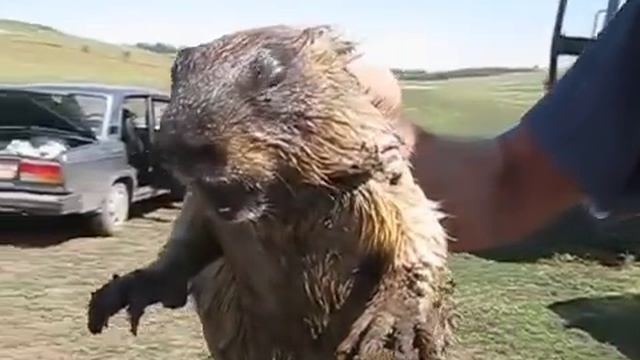 Как женщина: вы когда-нибудь слышали как на самом деле кричит сурок. смотреть онлайн