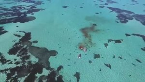 В Австралии акулы растерзали кита