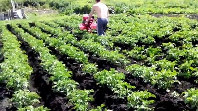 ?Окучивание картофеля / плуг / широкая калия